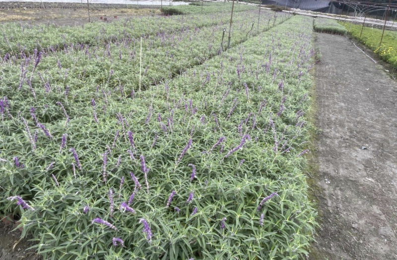 墨西哥鼠尾草，高度25.30.40厘米，多种规格。量大