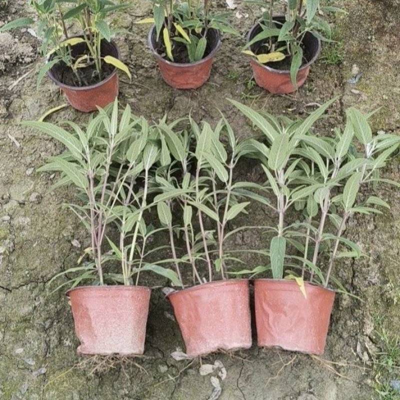 墨西哥鼠尾草，高度25.30.40厘米，多种规格。量大