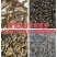 龙虱(水老鳖)种苗4000只一组2400母1600公
