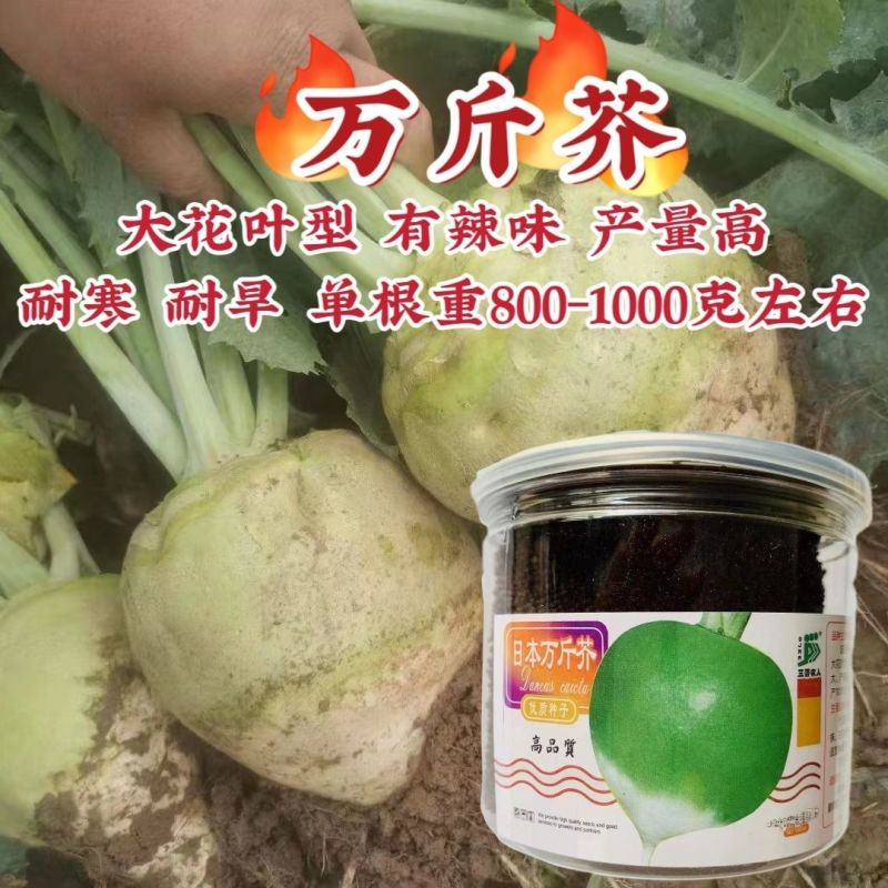 日本万斤芥光头芥菜种子二道眉芥菜头种籽辣疙瘩种孑老咸菜籽