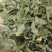 精品罗布麻各种规格可接单