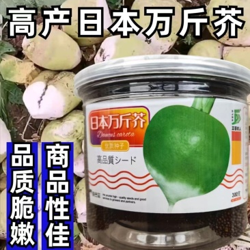 日本万斤芥光头芥菜种子二道眉芥菜头种籽辣疙瘩种孑老咸菜籽