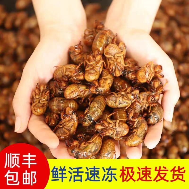 《一件代发》金蝉～知了猴～松婵对接各大电商平台日发万单抖