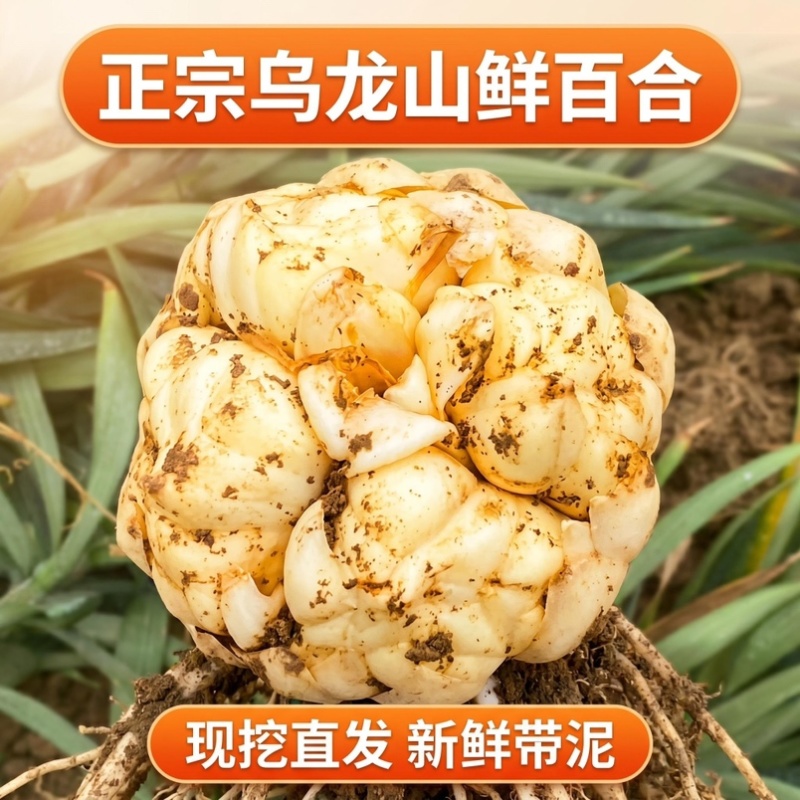 2026年龙山宜兴新鲜百合大量上市欢迎新朋友新客户下单