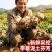 2026年龙山宜兴新鲜百合大量上市欢迎新朋友新客户下单