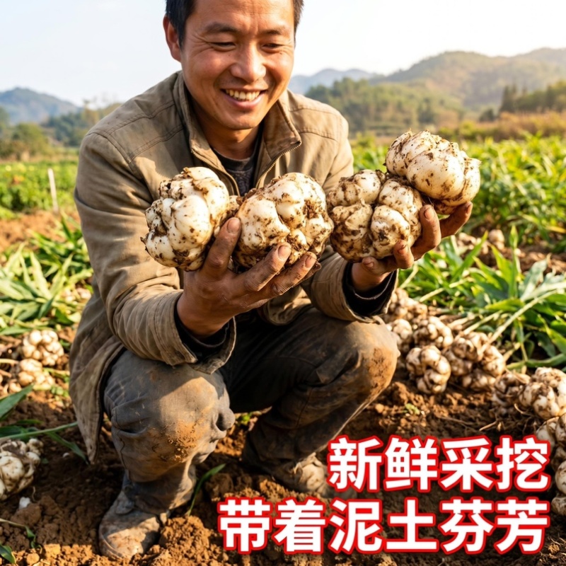 2026年龙山宜兴新鲜百合大量上市欢迎新朋友新客户下单