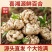 2026年龙山宜兴新鲜百合大量上市欢迎新朋友新客户下单
