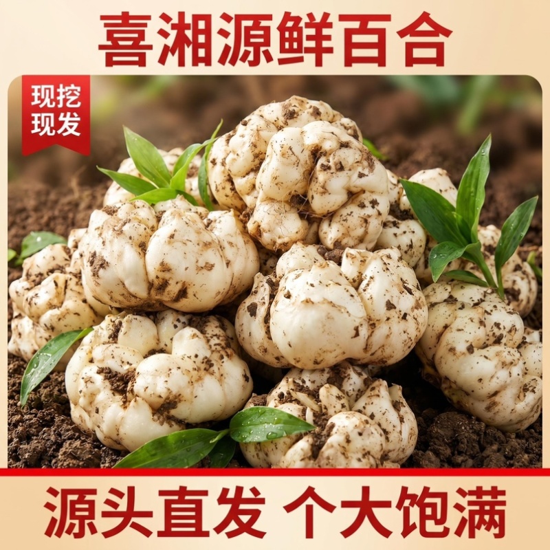 2026年龙山宜兴新鲜百合大量上市欢迎新朋友新客户下单