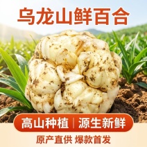 2026年龙山宜兴新鲜百合大量上市欢迎新朋友新客户下单