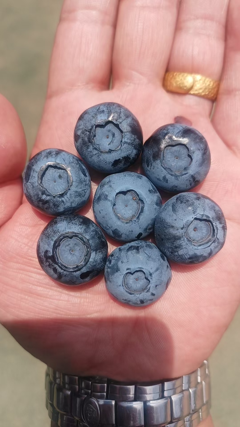 蓝莓公爵F6陆地蓝莓脆甜多汁厚果粉耐运输