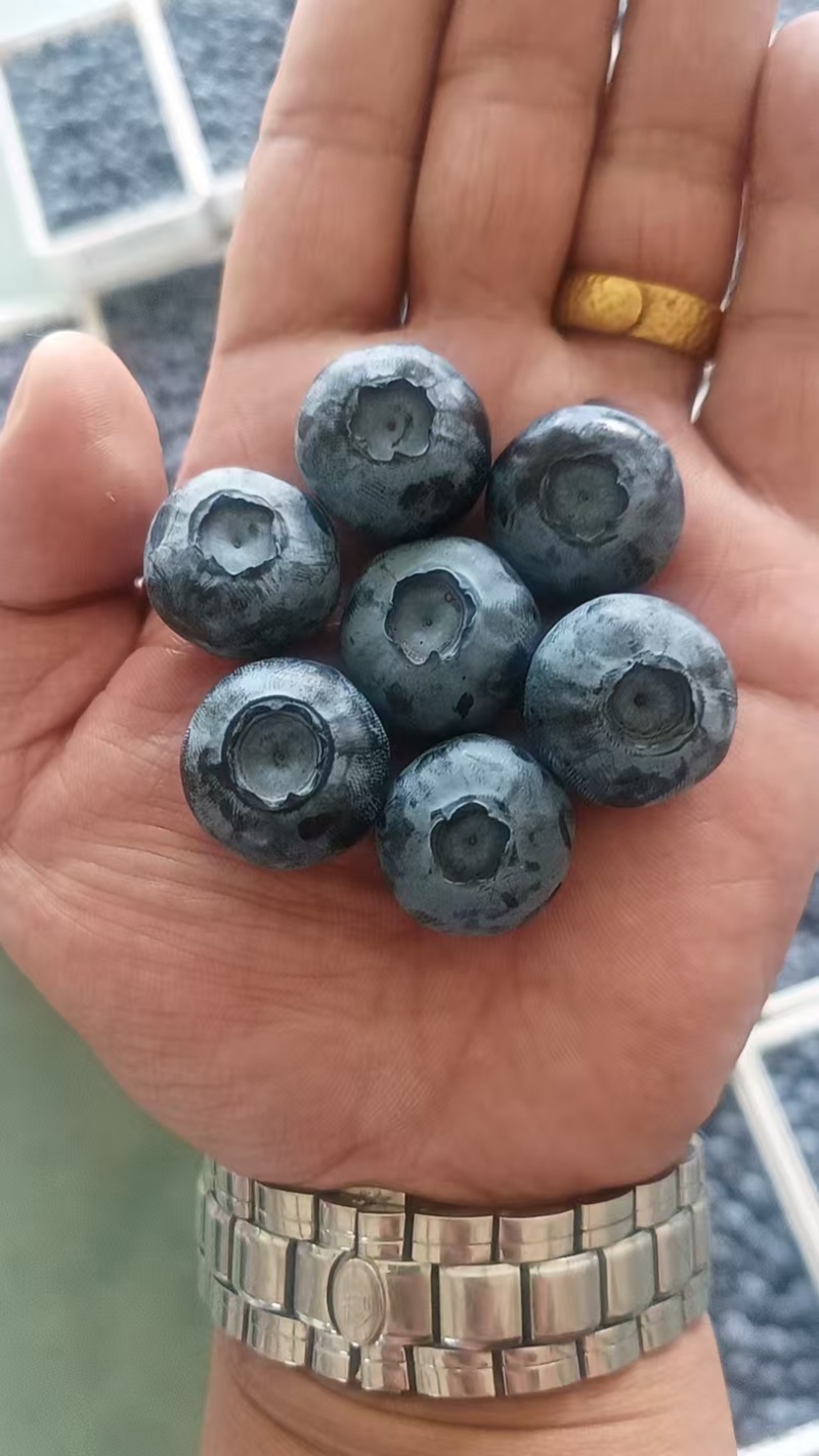 蓝莓公爵F6陆地蓝莓脆甜多汁厚果粉耐运输