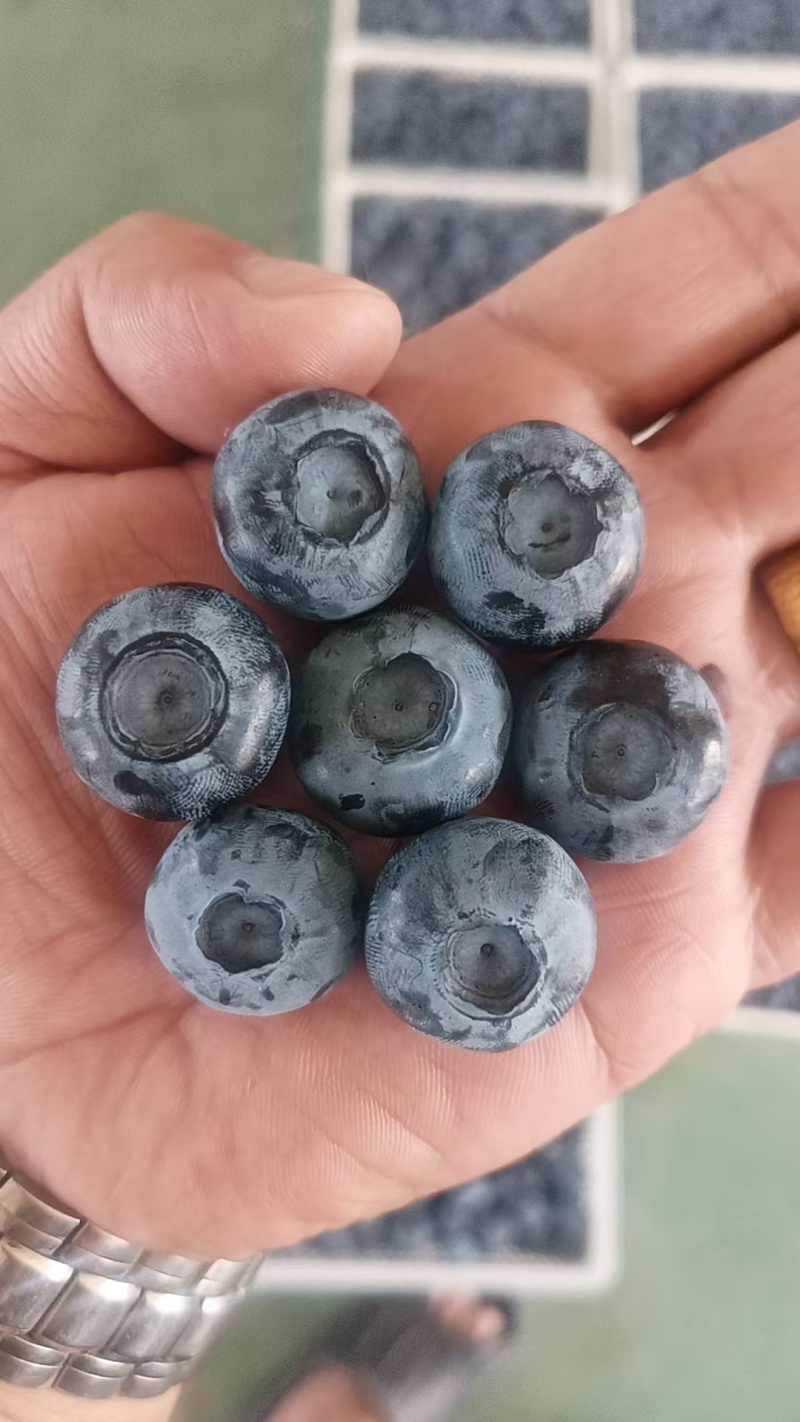 蓝莓公爵F6陆地蓝莓脆甜多汁厚果粉耐运输