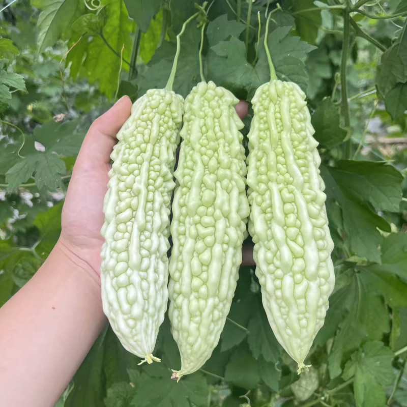 苦瓜，白玉苦瓜，长大量供应，量大从优