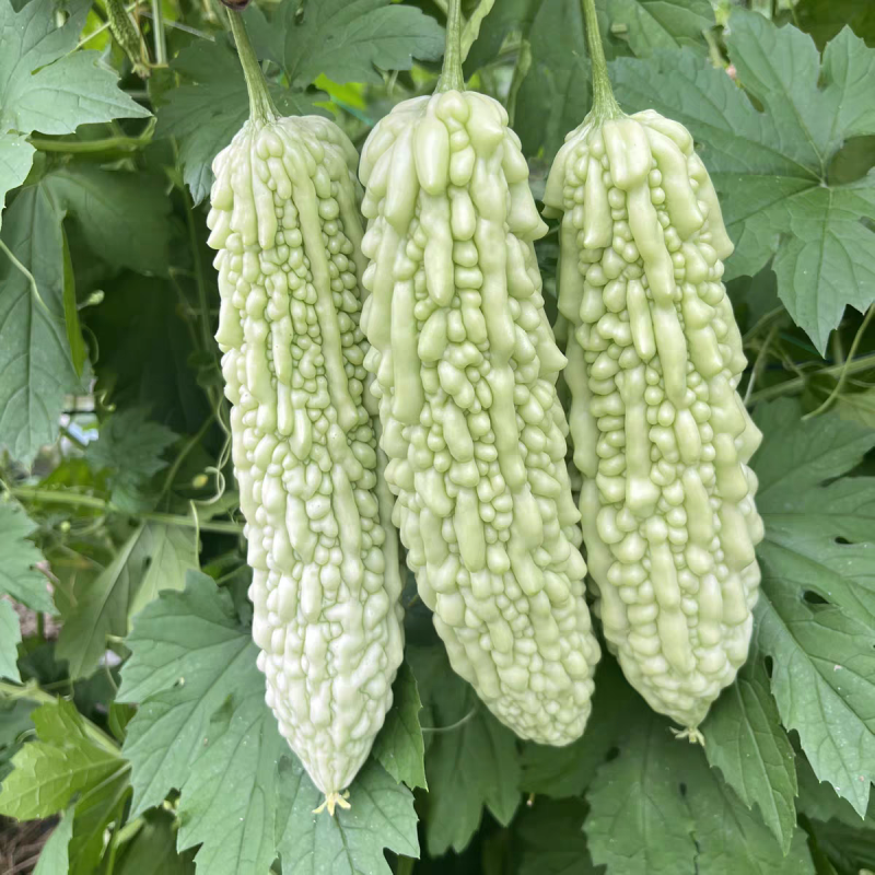 苦瓜，白玉苦瓜，长大量供应，量大从优