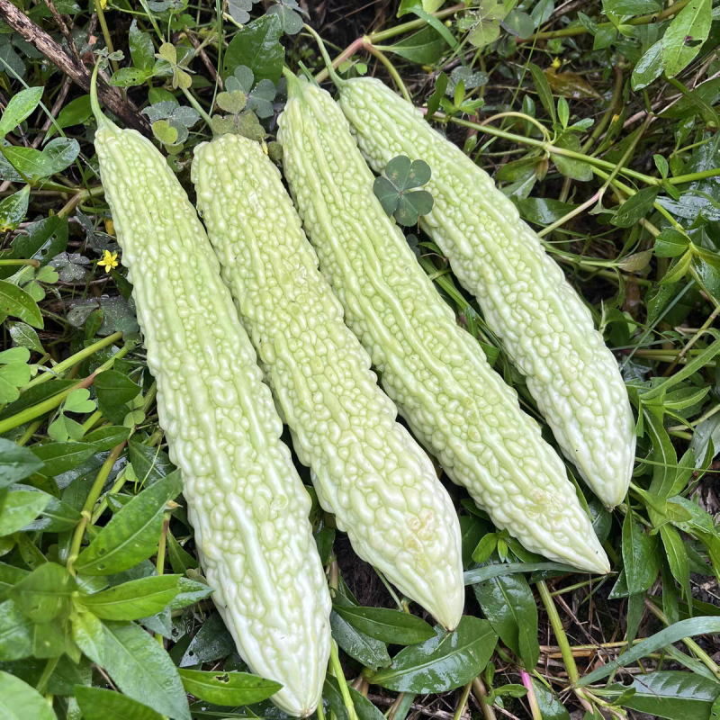 苦瓜，白玉苦瓜，长大量供应，量大从优