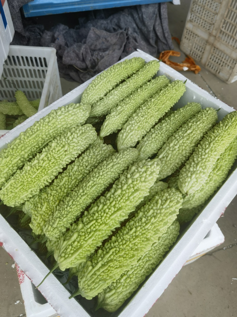 苦瓜，白玉苦瓜，长大量供应，量大从优