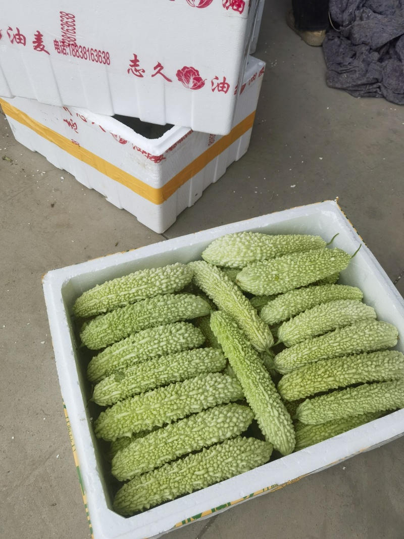 苦瓜，白玉苦瓜，长大量供应，量大从优