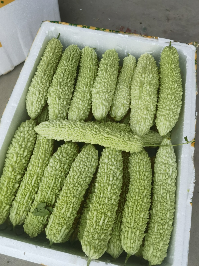 苦瓜，白玉苦瓜，长大量供应，量大从优