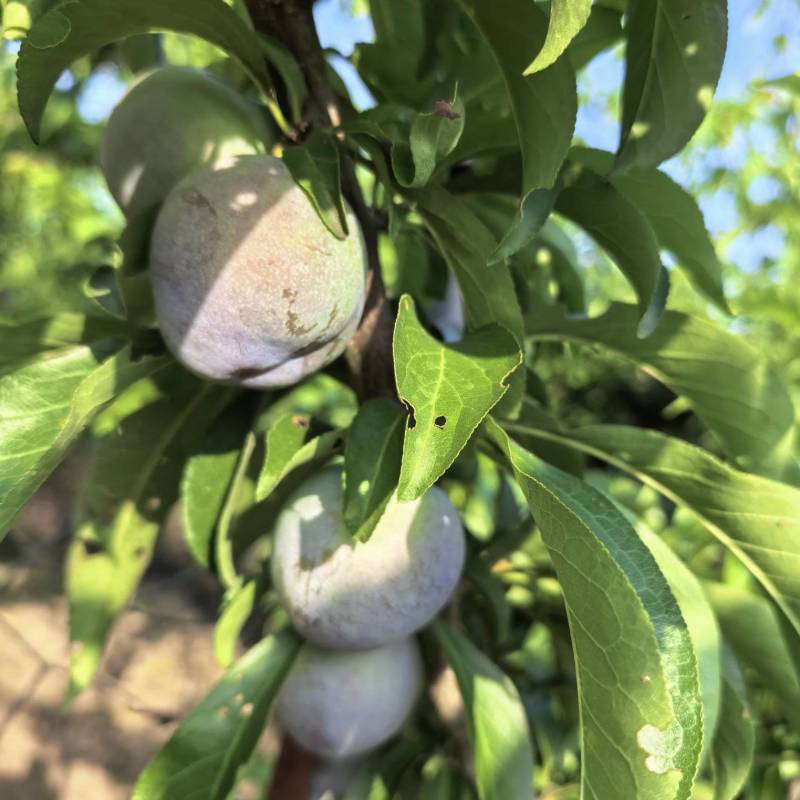 5月脆李，又脆又甜，灰色好，个头大。