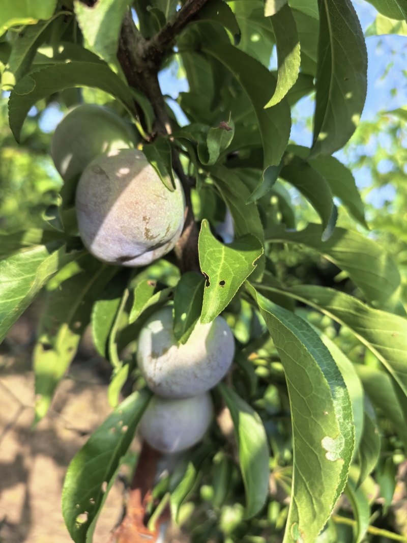 5月脆李，又脆又甜，灰色好，个头大。