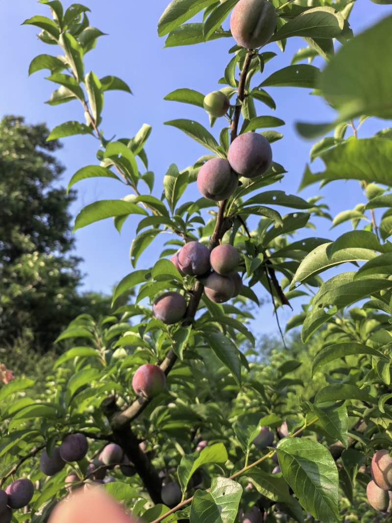 5月脆李，又脆又甜，灰色好，个头大。