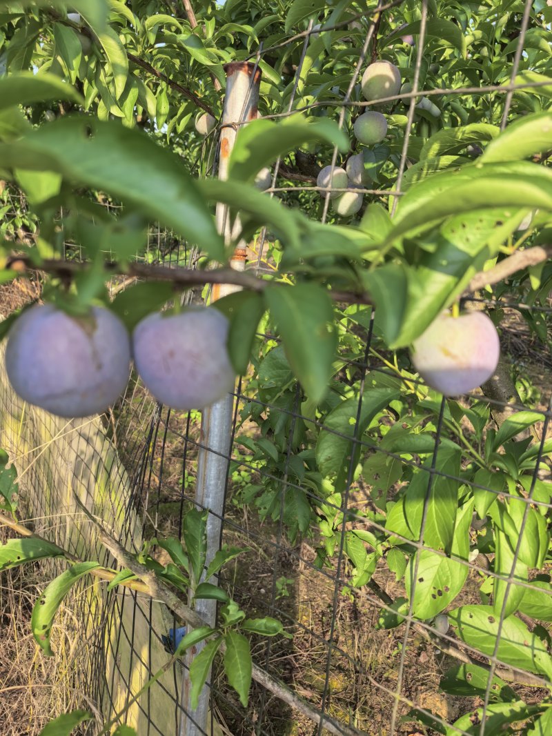 5月脆李，又脆又甜，灰色好，个头大。
