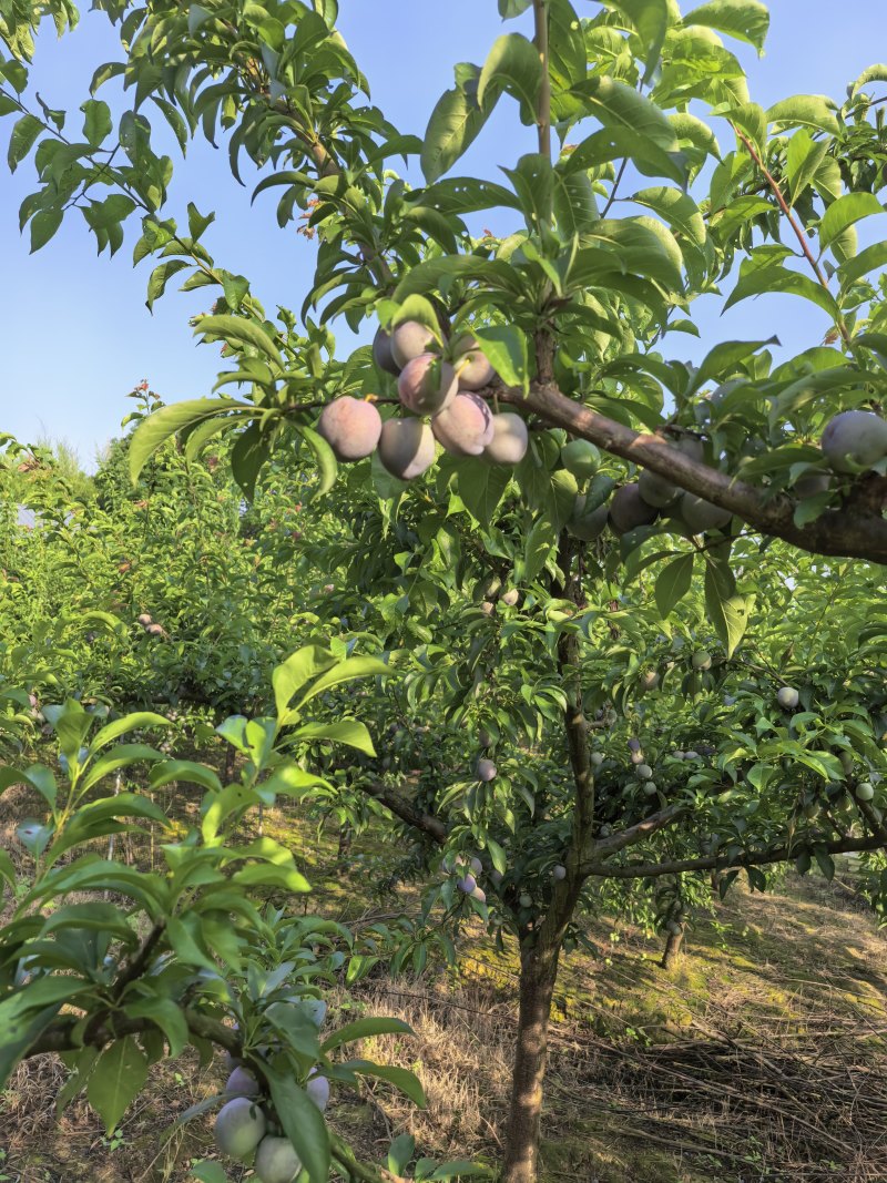 5月脆李，又脆又甜，灰色好，个头大。