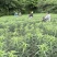 2026新鲜百合籽现摘现发农家原生态百合籽