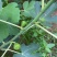 临沂百亩无花果产地