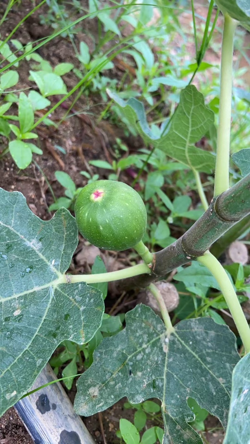 临沂百亩无花果产地