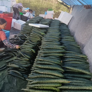 精品剌黄瓜吃味好耐运输，