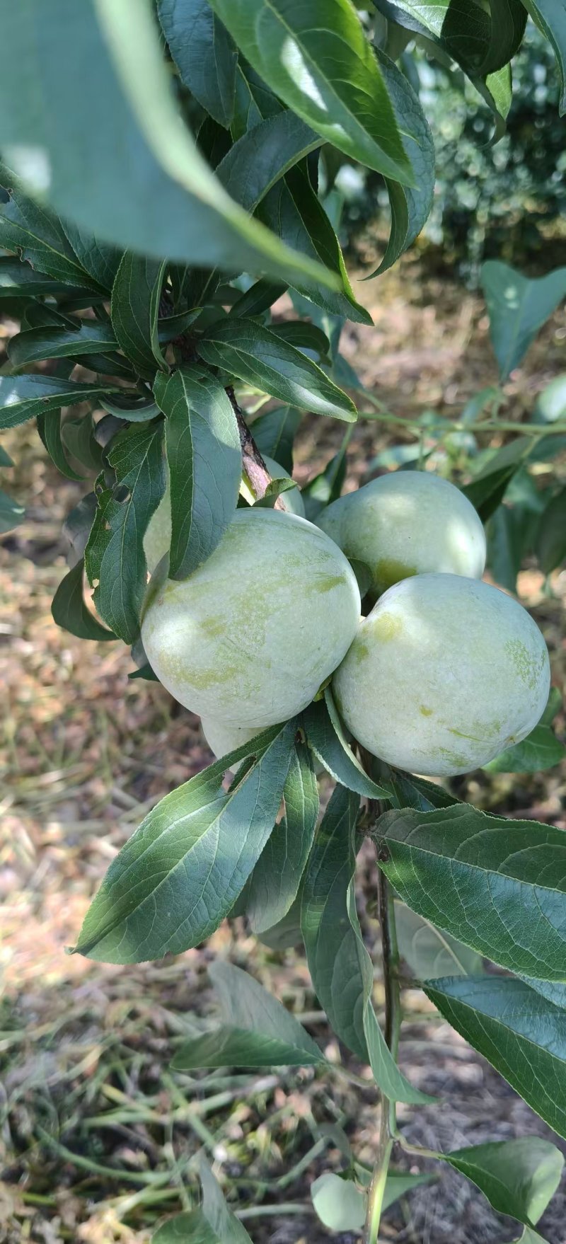 脱骨青脆李，又脆又甜，个头大，颜色好。