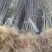 丝绵木苗子基地大量供应1~20公分的丝绵，常年供应