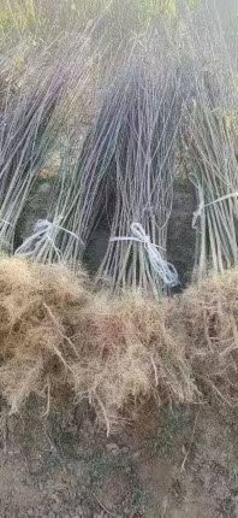 丝绵木苗子基地大量供应1~20公分的丝绵，常年供应