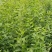 丝绵木苗子基地大量供应1~20公分的丝绵，常年供应