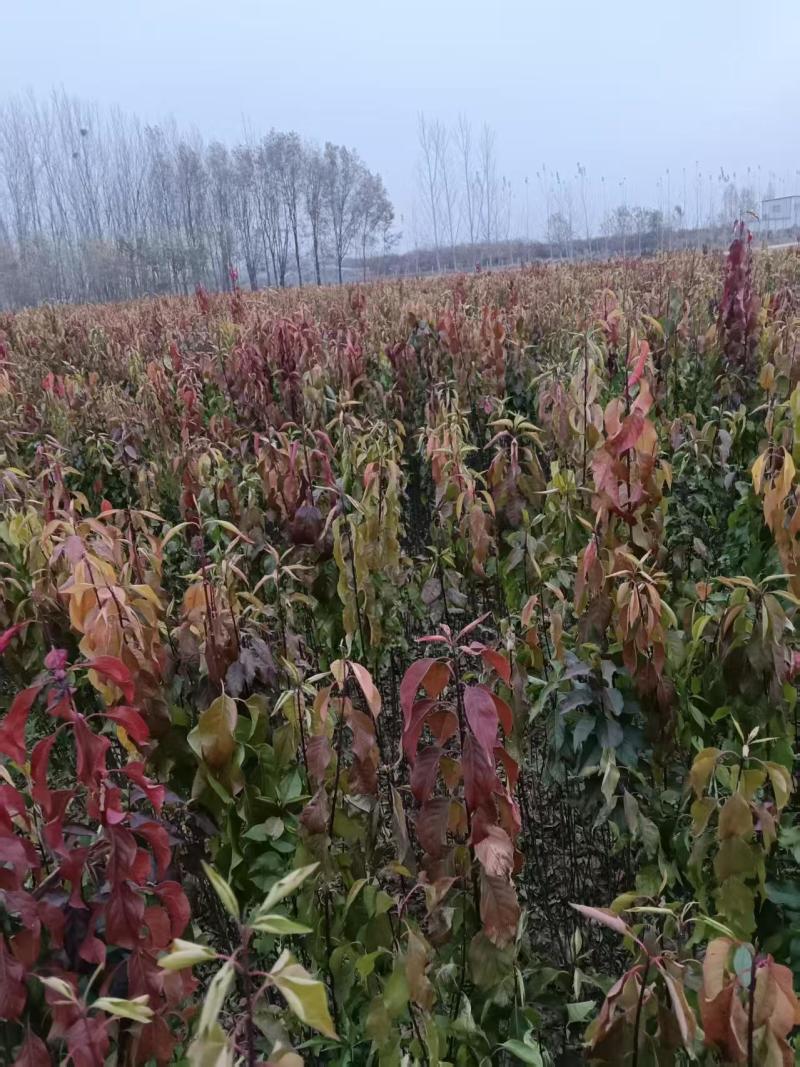 丝绵木苗子基地大量供应1~20公分的丝绵，常年供应