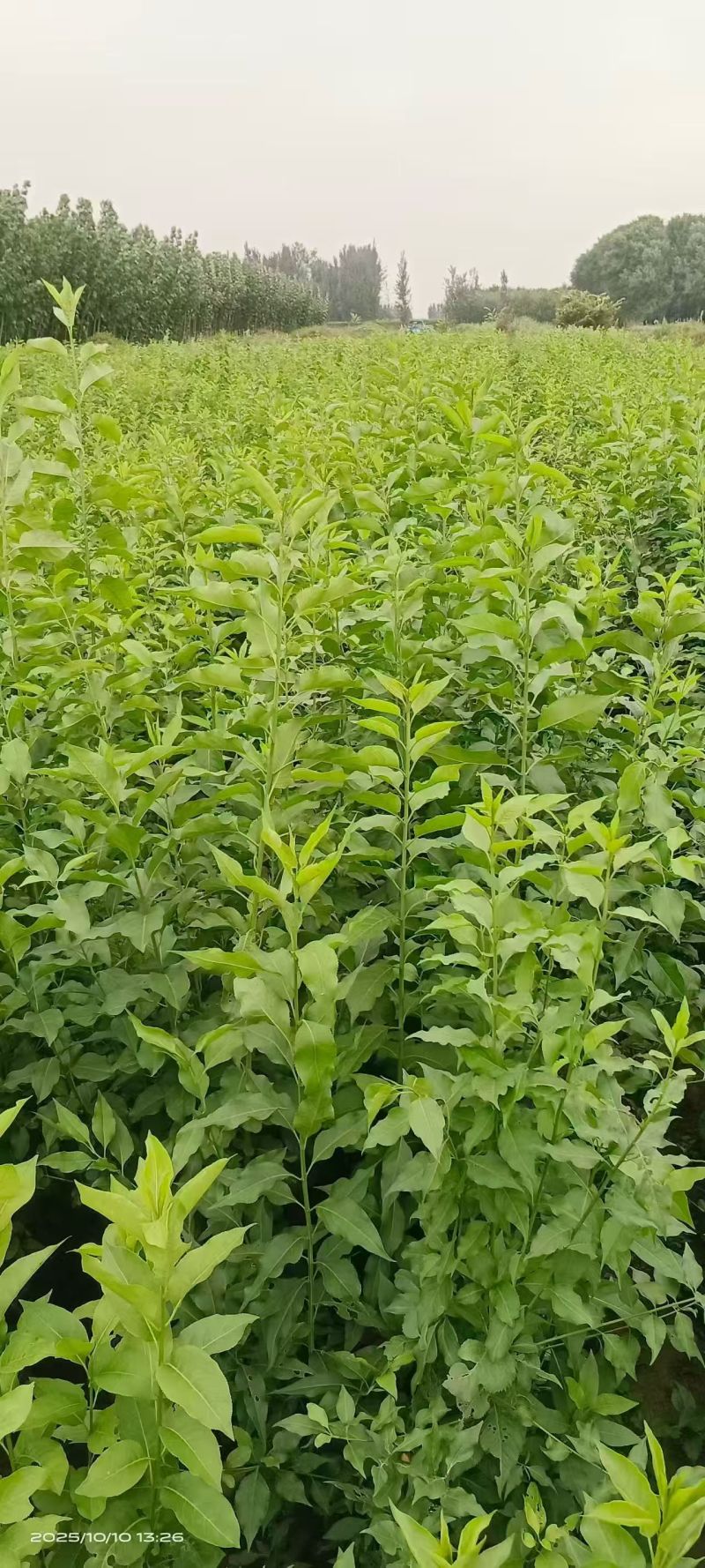 丝绵木苗子基地大量供应1~20公分的丝绵，常年供应