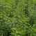 丝绵木苗子基地大量供应1~20公分的丝绵，常年供应