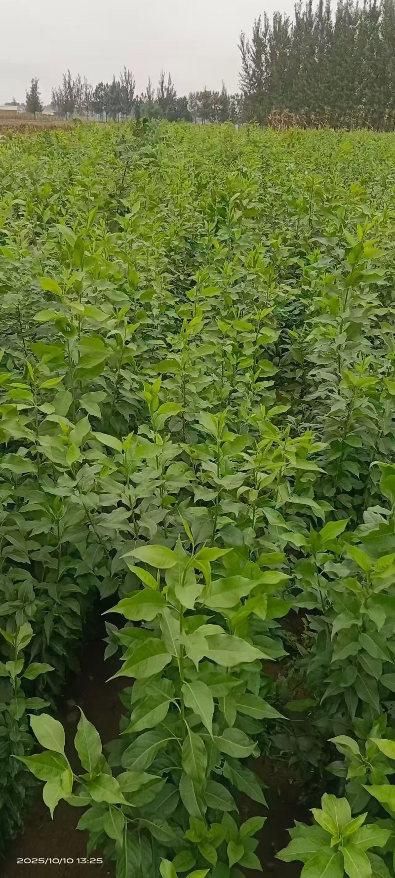 丝绵木苗子基地大量供应1~20公分的丝绵，常年供应
