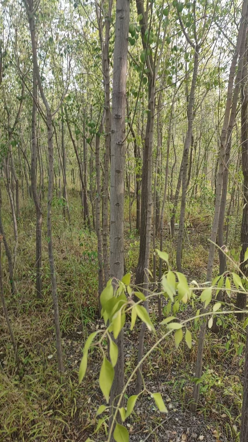 丝绵木苗子基地大量供应1~20公分的丝绵，常年供应