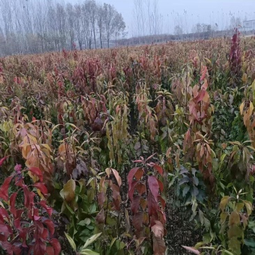 丝绵木苗子基地大量供应1~20公分的丝绵，常年供应
