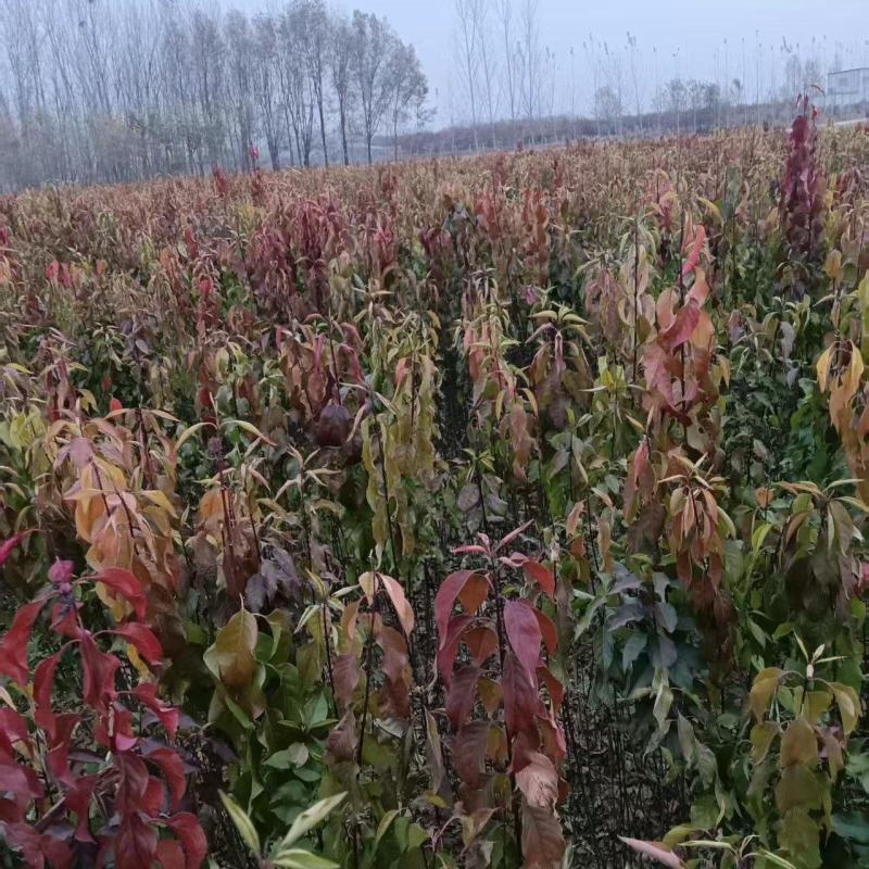 丝绵木苗子基地大量供应1~20公分的丝绵，常年供应