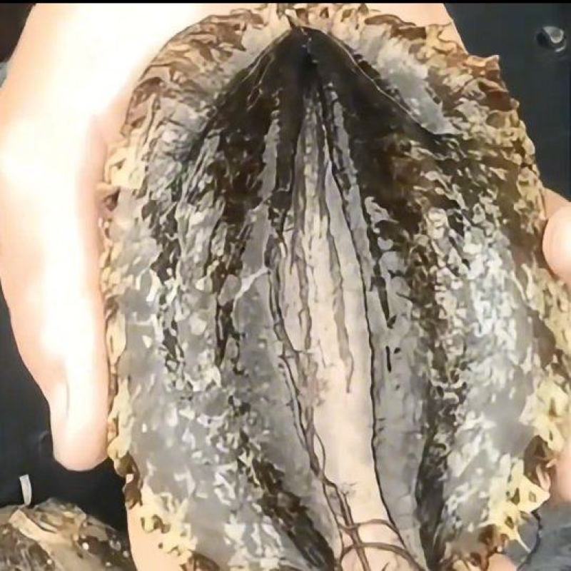 端午送礼别乱选，霞浦东冲半岛深海鲍鱼最合适！