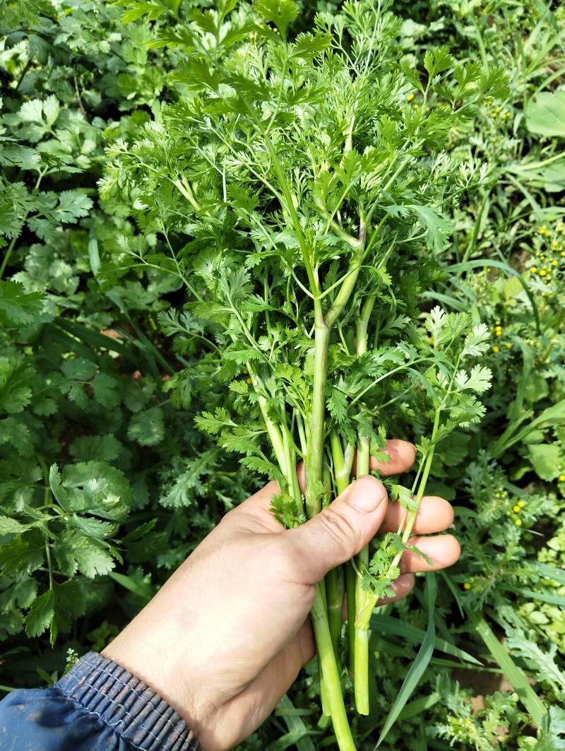 芫荽
