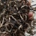 干木耳丝白背木耳丝工厂源头直发量大价优全网低价