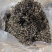 干木耳丝白背木耳丝工厂源头直发量大价优全网低价