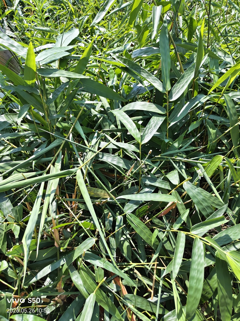 云南省普洱市景东县勃氏甜龙竹苗***********