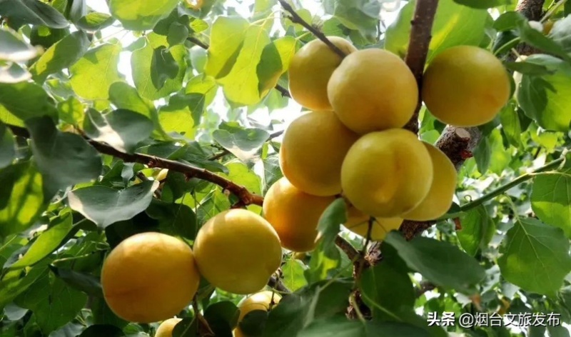 荷兰香蜜杏大量上市，产地直供，一手货源，支持全国各地发货