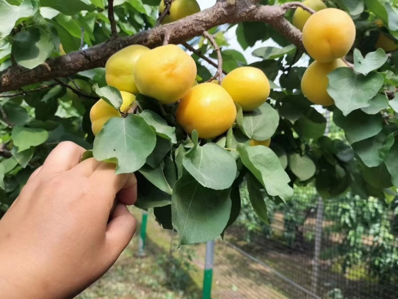 荷兰香蜜杏大量上市，产地直供，一手货源，支持全国各地发货