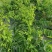 天绿香树仔菜五指山野菜